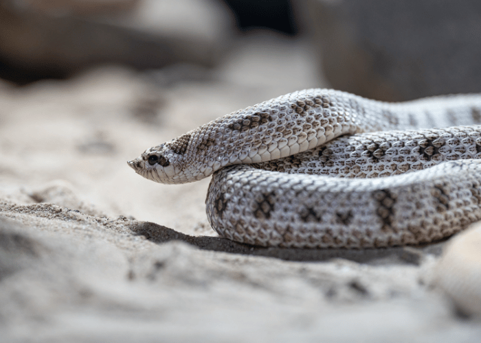 Un serpent blanc et gris aux motifs géométriques élégants repose enroulé sur un sol sablonneux, évoquant la beauté discrète de la nature sauvage.