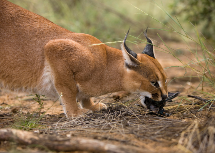 Caracal en train de manger.