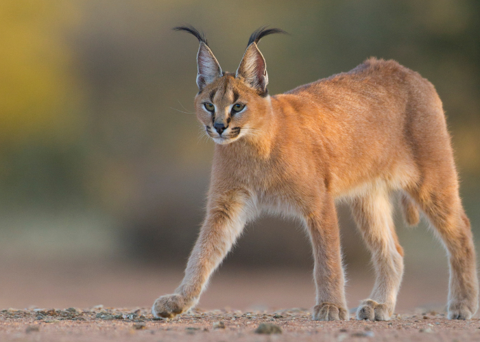 Caracal de prairie.