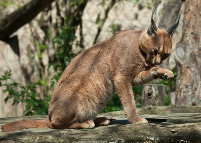 Chat caracal.