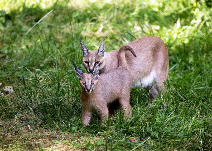 Caracal avec son chaton.