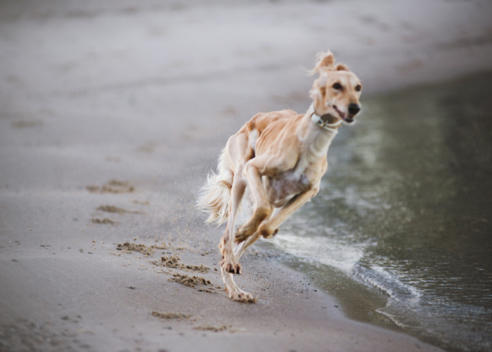 Levrier saluki en courrant.