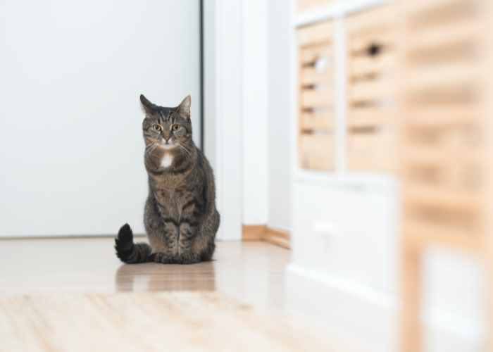 Pourqoui garder le chat en intérieur?