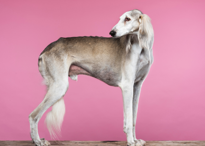 Lévrier saluki - majestueux et noble