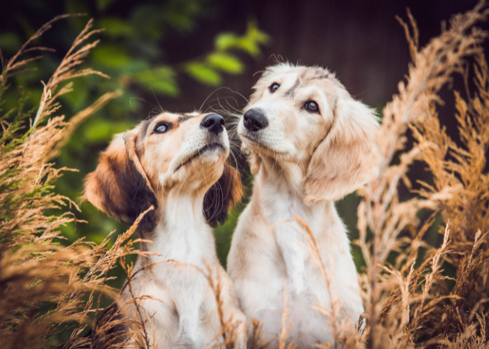 Les chiots de saluki.