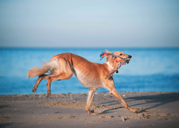 Chien saluki court sur la plage.