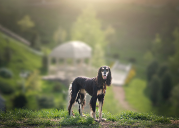 Levrier saluki noir et blanc.