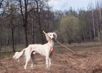 Levrier dans le bois.