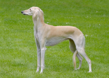 Chien saluki dans la nature.