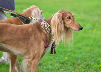 Deux levriers saluki.
