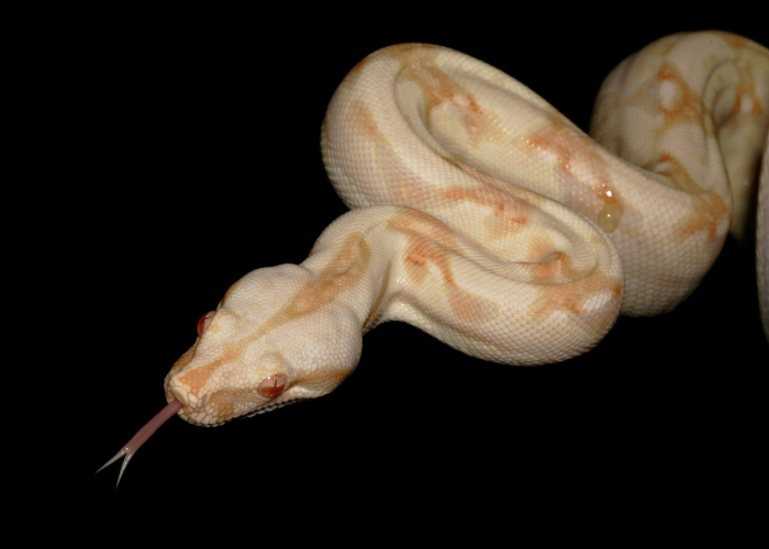 Serpent Boa constrictor albinois.