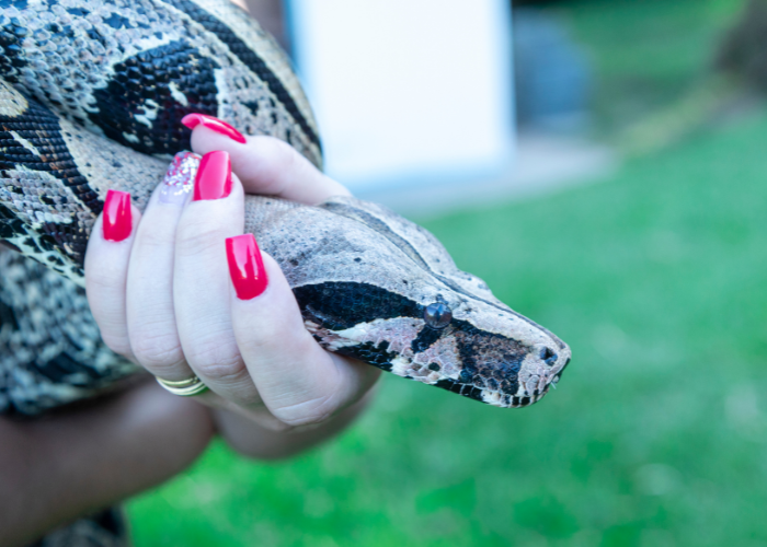 Serpent Boa constrictor.