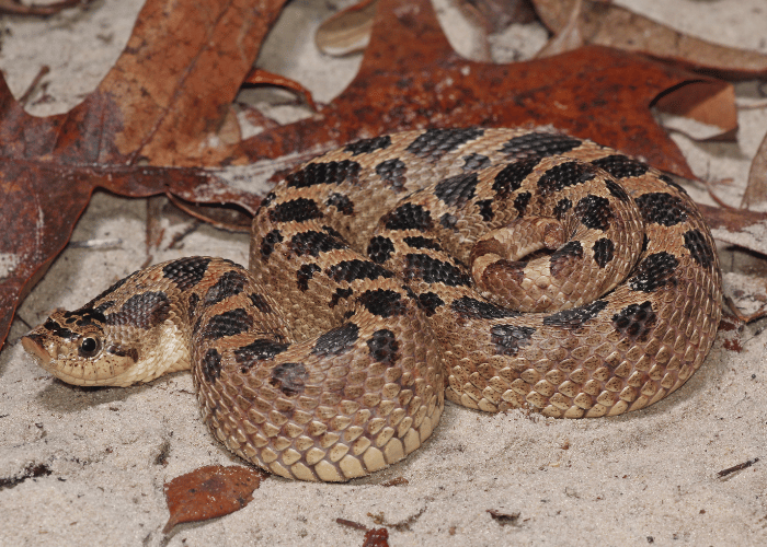 Serpent à nez retroussé de l'Ouest enroulé sur un sol sablonneux avec des feuilles d'automne.