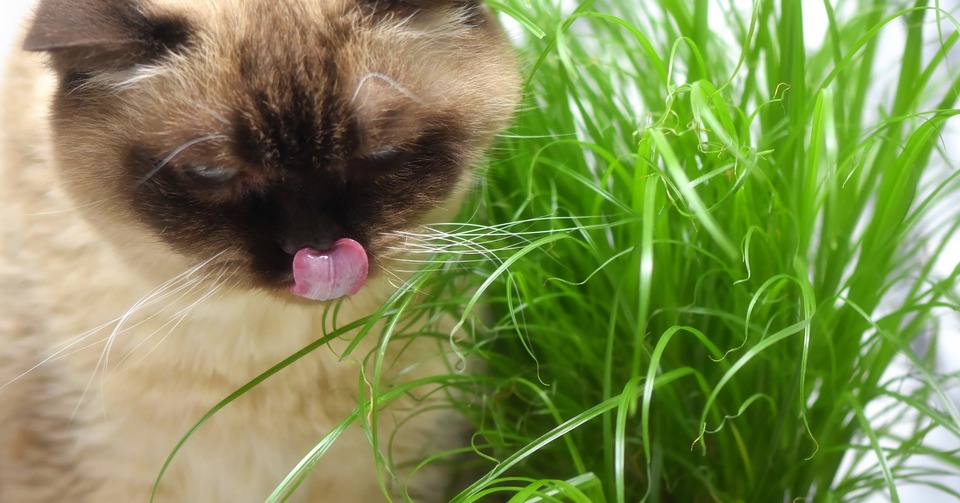 Des chats adorent manger des herbes. Assurez-vous qu'ils ne sont pas en danger d'empoisonnement par vos plants decoratives.  