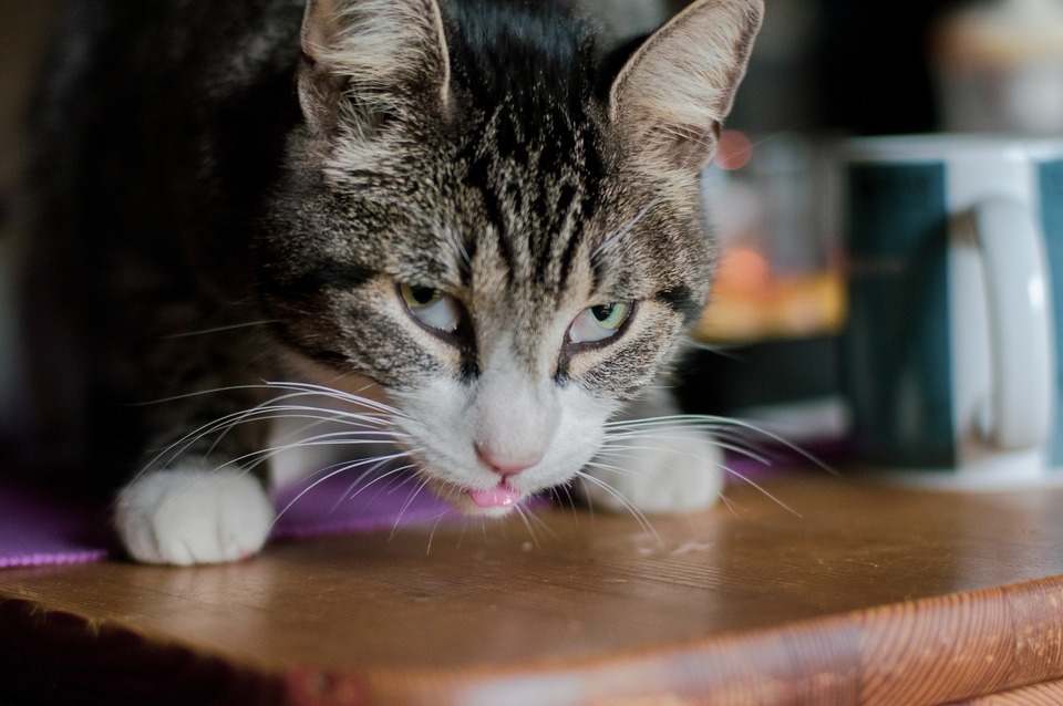 La visibilité des troisièmes paupières est un signe de mauvaise santé du chat. Ceci ne doit pas être pris à la légère. Des troisièmes paupières visibles peuvent indiquer une forte infestation de l'organisme du chat.