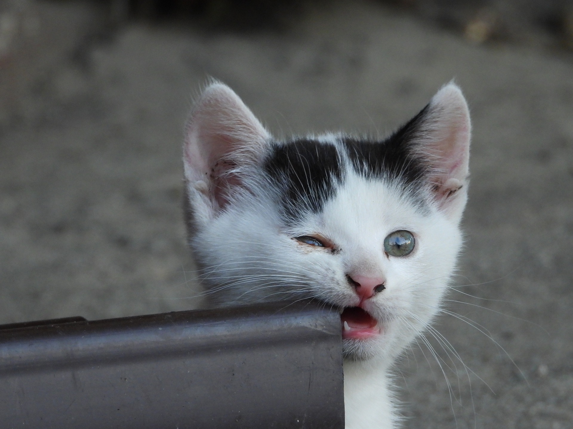 Il peut être nécessaire de pouvoir donner un comprimé à votre chat dès son plus jeune âge.