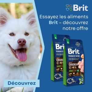 2025-04-29 - BRIT