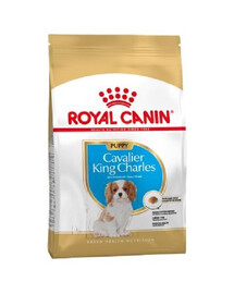 ROYAL CANIN Cavalier King Charles Spaniel Puppy : croquettes pour chiots jusqu'à 10 mois, race Cavalier King Charles Spaniel, 4 x 1,5 kg