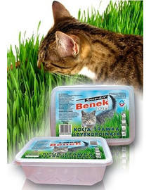 BENEK Herbe à chat à croissance rapide, duo split container