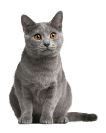 FITMIN Cat Purity Indoor 400 g