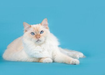Le syndrome de Down peut-il se manifester chez un chat ?