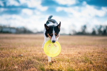 Le chien joue au frisbee.