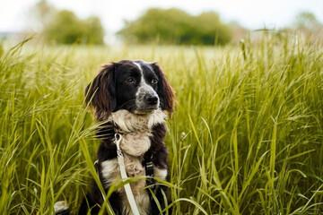 Un chien dans les hautes herbes.
