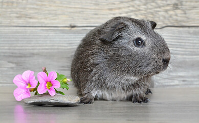 cochon d'inde à côté d'une fleur