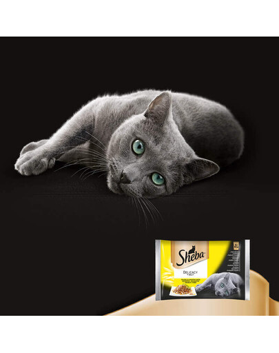 SHEBA Delicacy in Jelly Smaki Drobiowe saszetka 4 x 85g