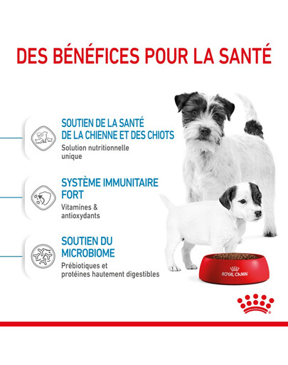 ROYAL CANIN Mini Starter Mother & Babydog 8 kg