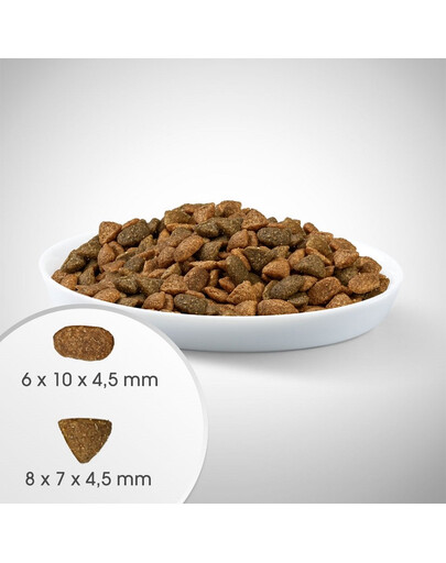 PERFECT FIT Active 1+ Croquettes riches en viande de bœuf pour chats adultes 7 kg