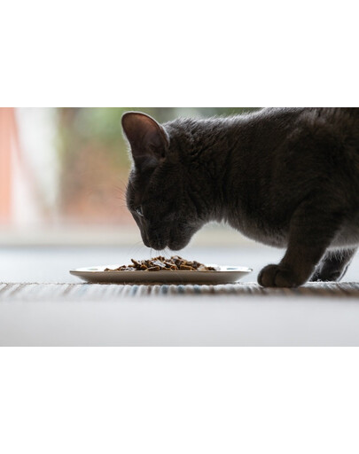 ZIWIPEAK Cat Chevreuil séché à l'air 400 g