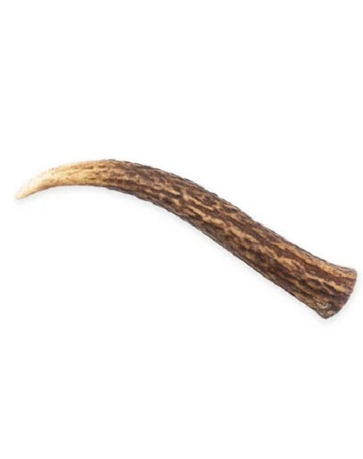 MACED - Bois de cerf taille "S"- 1 pièce