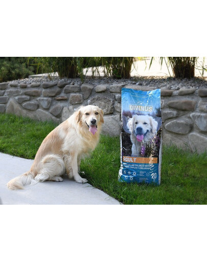 DIVINUS Adult - Nourriture sèche & complète pour chiens adultes - 20 kg