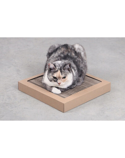 CARTON+ PETS Tom Griffoir pour chat en carton