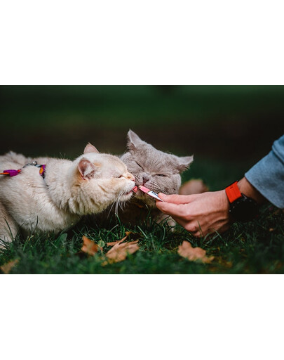 INABA Churu Cat - Friandise crémeuse au thon et au saumon pour chats - 56 g