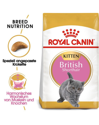 ROYAL CANIN Kitten british shorthair 4x2 kg croquettes pour chatons, jusqu'à 12 mois, race britannique à poil court