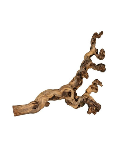 Korzenie Winorośla 5 szt. Piaskowane 30-40 cm