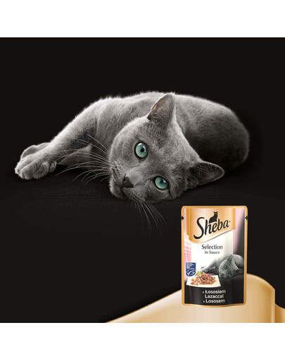 SHEBA Selection in Sauce 85 g avec du saumon