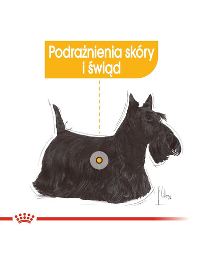 ROYAL CANIN CCN Dermacomfort nourriture humide - pâtée pour chiens adultes à peau sensible et sensible aux irritations 85 g