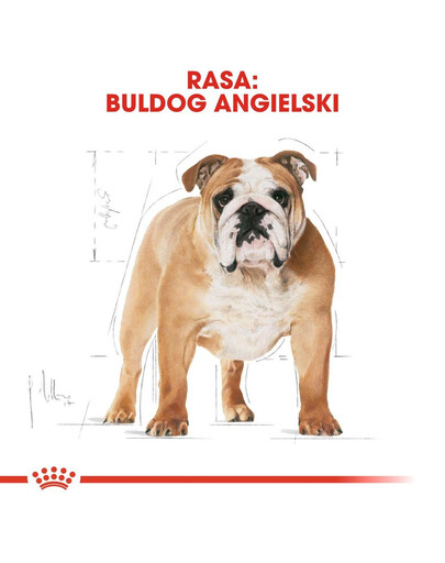 ROYAL CANIN Bulldog Adult aliments secs pour chiens bulldogs adultes 3 kg