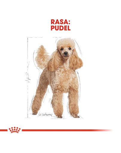 ROYAL CANIN Poodle adult 0.5 kg nourriture sèche pour caniches miniatures adultes