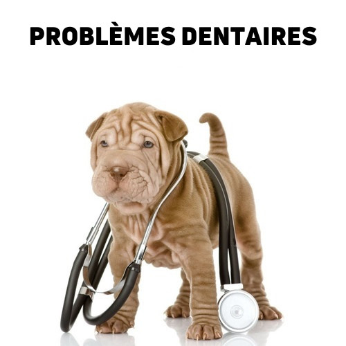Nourriture vétérinaire pour chiens ayant des problèmes dentaires
