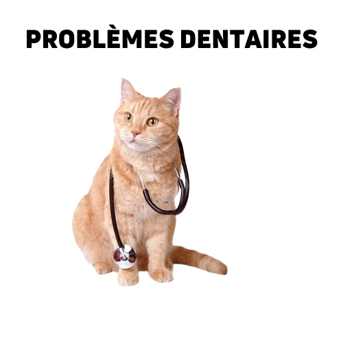 Nourriture vétérinaire pour chats ayant des problèmes dentaires