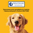 PEDIGREE Markies - biscuits croquants pour chiens - 12,5 kg