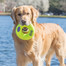 KONG AirDog Squeaker Donut large 16.5 cm