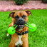 KONG Squeezz Ball Assorted M