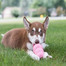 KONG Puppy large 105 mm