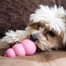 KONG Puppy small 73mm kp3