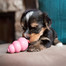 KONG Puppy XS